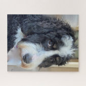 Adorable Bernedoodle ジグソーパズル (横)