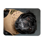 Adorable black pug in a sweater マグネット (横)