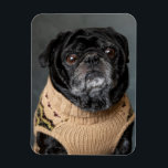 Adorable black pug in a sweater マグネット<br><div class="desc">Adorable pug in a sweater</div>