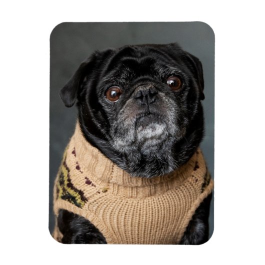 Adorable black pug in a sweater マグネット (縦)