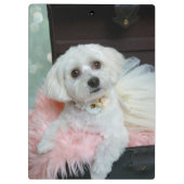 Adorable Fancy White Puppy Portrait Photo クリップボード (裏面)