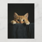 Adorable ginger kitty peeking ポストカード (正面)
