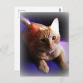 Adorable ginger tabby on a purple couch ポストカード (正面/裏面)