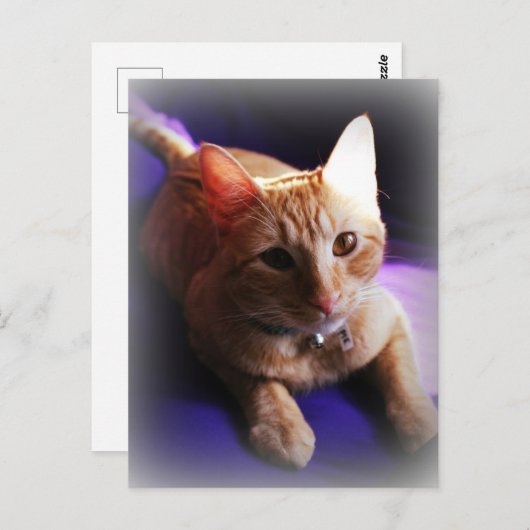 Adorable ginger tabby on a purple couch ポストカード (正面/裏面)