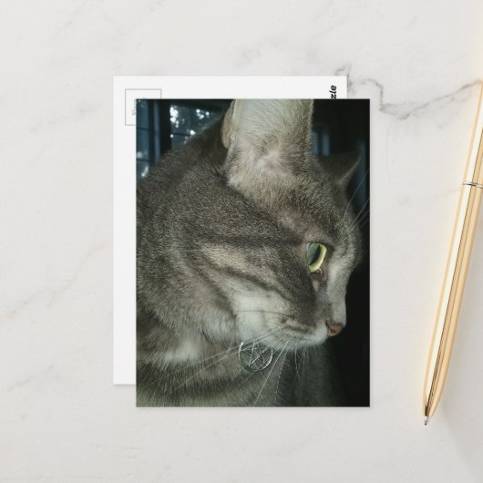 adorable grey tabby cat ポストカード (正面/裏面インサイチュ)