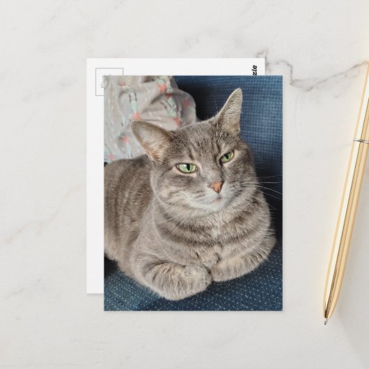 Adorable Grey Tabby Cat ポストカード (正面/裏面インサイチュ)