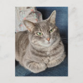 Adorable Grey Tabby Cat ポストカード (正面)