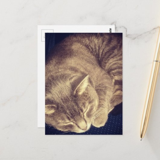 adorable grey tabby cat sleeping ポストカード (正面/裏面インサイチュ)