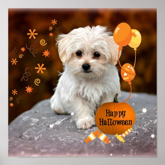 Adorable Maltese Puppy Celebrates Halloween ポスター (正面)