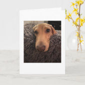 Adorable Miss You Dachshund カード (黄色い花)