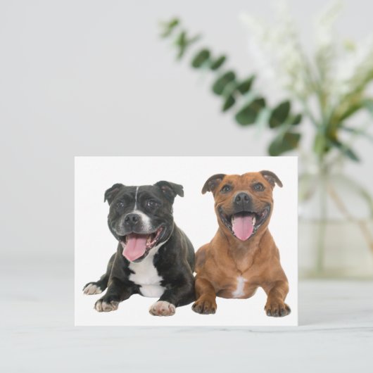 Adorable Pit Bull Puppy Dog Hello Pitbull ポストカード (スタンド正面)