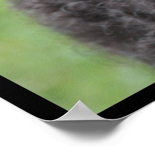 Adorable Portuguese Water Dog ポスター (角)