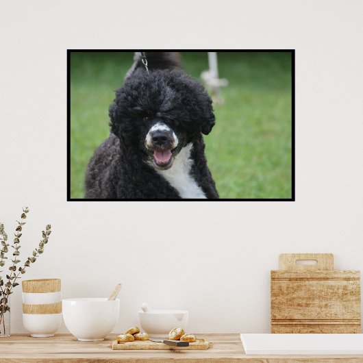 Adorable Portuguese Water Dog ポスター (キッチン)