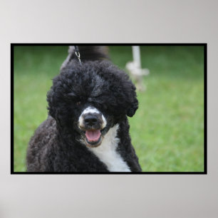 Adorable Portuguese Water Dog ポスター