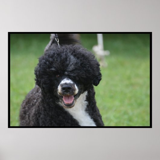 Adorable Portuguese Water Dog ポスター (正面)