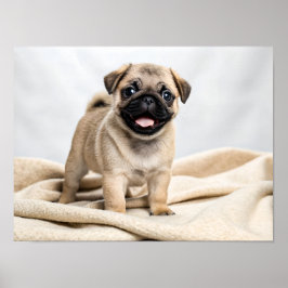 Adorable pug puppy ポスター
