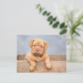 Adorable Puppy Dog Postcard ポストカード (スタンド正面)