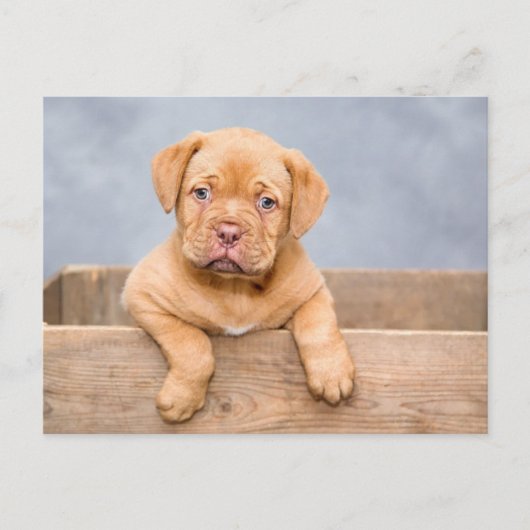 Adorable Puppy Dog Postcard ポストカード (正面)