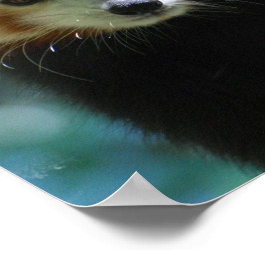 Adorable Red Panda Poster ポスター (角)