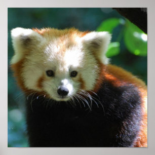 Adorable Red Panda Poster ポスター