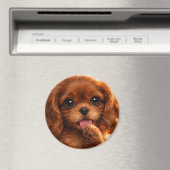 Adorable Ruby Cavalier Spaniel マグネット (インサイチュ (食洗機))