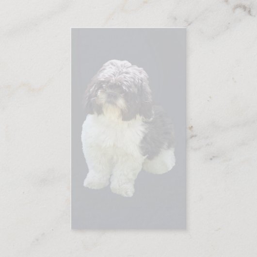 Adorable Shih Tzu Puppy 名刺 (裏面)
