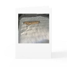 Adorable Since You've Been Gone Dachshund