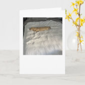 Adorable Since You've Been Gone Dachshund カード (黄色い花)