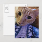 Adorable Sleepy Ginger Kitty ポストカード (正面/裏面)