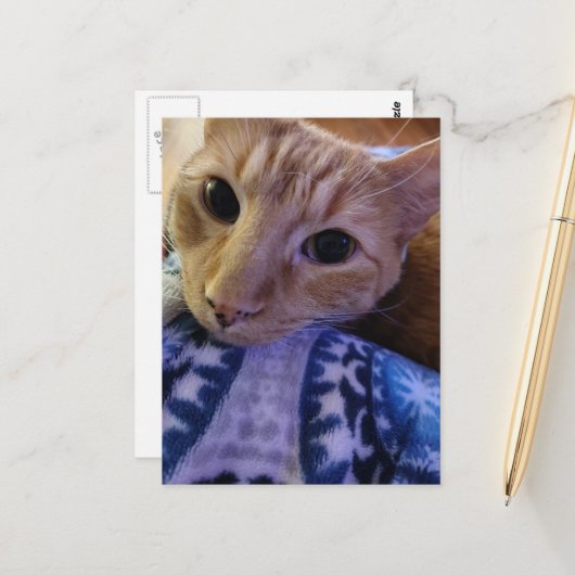 Adorable Sleepy Ginger Kitty ポストカード (正面/裏面インサイチュ)