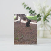 adorable stray black kitty ポストカード (スタンド正面)