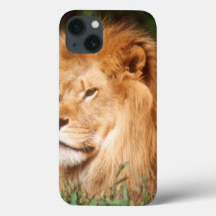 Adult male Lion iPhone 13ケース