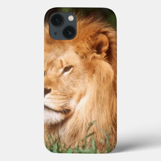 Adult male Lion Case-Mate iPhoneケース (裏面)