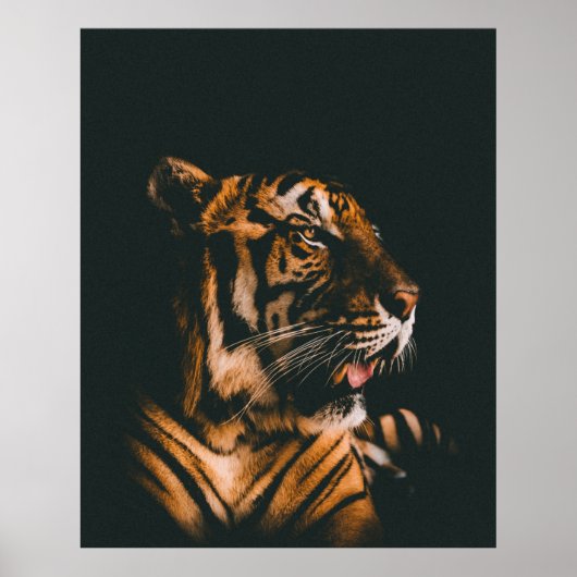 ADULT TIGER PRONE LYING INSIDE DIM LIGHTED ROOM ポスター (正面)