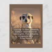 Adventurous Meerkat Living ポストカード (正面)