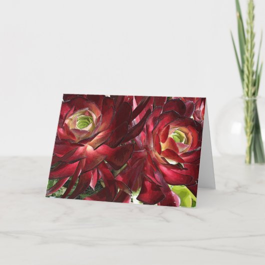 aeonium greeting card カード (正面)