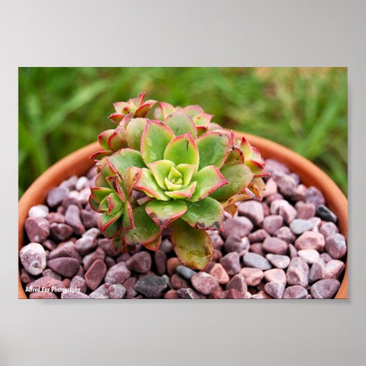 Aeonium Haworthii ハウォースの多肉植物 ポスター (正面)