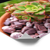 Aeonium Haworthii ハウォースの多肉植物 ポスター (角)