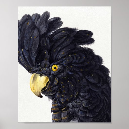 Aert Schomanによるコカトゥーの頭 ポスター (正面)