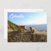 Affen auf dem Fels in Gibraltar ポストカード (正面/裏面)