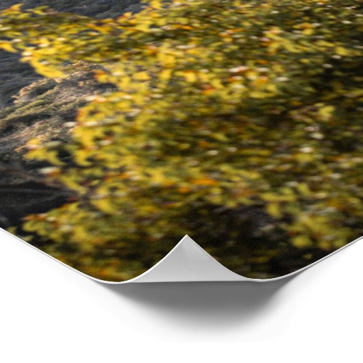 Affiche Dessin panneau Hollywood  ポスター (角)