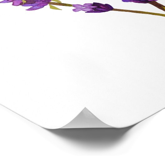 Affiche, poster lavande aquarelle ポスター (角)