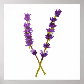 Affiche, poster lavande aquarelle ポスター