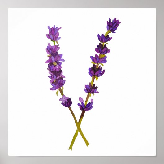 Affiche, poster lavande aquarelle ポスター (正面)