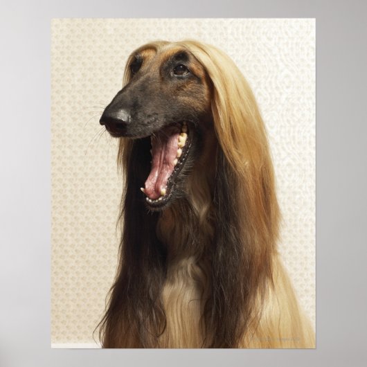 Afghan hound sitting in room ポスター (正面)
