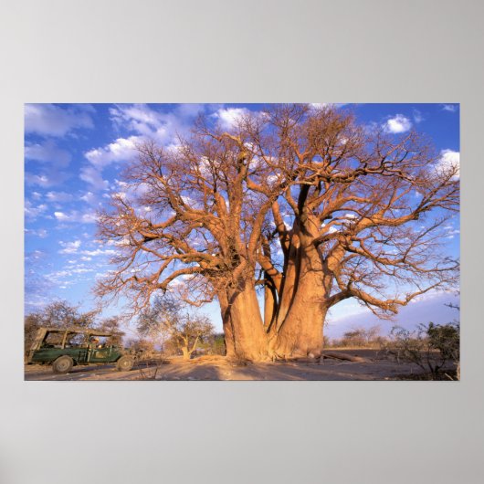 Africa, Botswana, Okavango Delta. Baobab ポスター (正面)