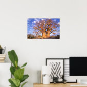 Africa, Botswana, Okavango Delta. Baobab ポスター (ホームオフィス)