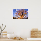 Africa, Botswana, Okavango Delta. Baobab ポスター (キッチン)