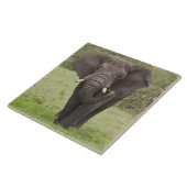 Africa Tanzania Elephant at Ngorongoro Crater タイル (側面)