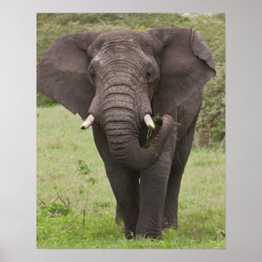 Africa Tanzania Elephant at Ngorongoro Crater ポスター (正面)